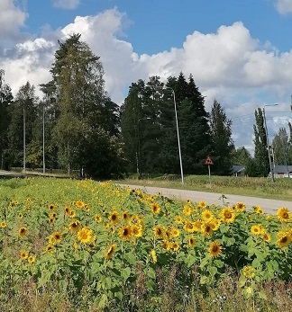 auringonkukkia halli